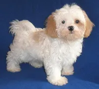 Pickles, a male Shihpoo for sale in Butler, OH – 2 of 10
