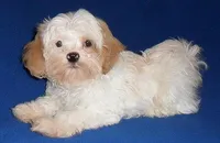 Pickles, a male Shihpoo for sale in Butler, OH – 9 of 10