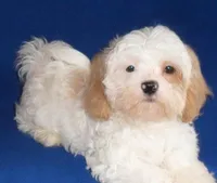 Pickles, a male Shihpoo for sale in Butler, OH – 7 of 10