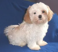 Pickles, a male Shihpoo for sale in Butler, OH – 5 of 10