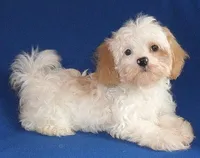 Pickles, a male Shihpoo for sale in Butler, OH – 1 of 10