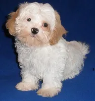 Pickles, a male Shihpoo for sale in Butler, OH – 10 of 10