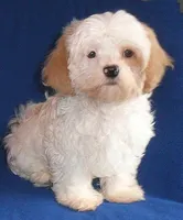 Pickles, a male Shihpoo for sale in Butler, OH – 4 of 10