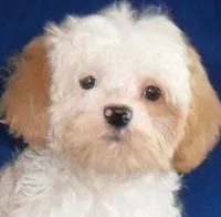 Pickles, a male Shihpoo for sale in Butler, OH – 3 of 10