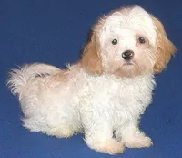 Pickles, a male Shihpoo for sale in Butler, OH – 8 of 10
