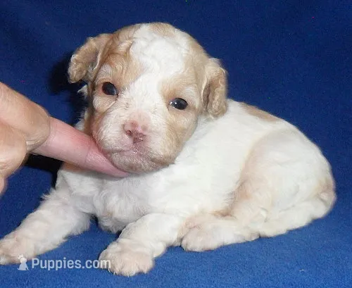 Milo – Shihpoo puppy for sale in Butler, OH
