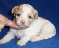 Milo, a male Shihpoo for sale in Butler, OH – 1 of 9