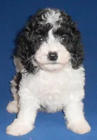 Snoopy, a male Shihpoo for sale in Butler, OH – 5 of 7