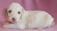 Holly, a female Cockapoo for sale in Butler, OH – 4 of 4