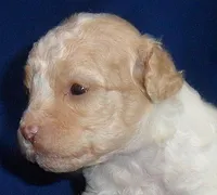 Milo, a male Shihpoo for sale in Butler, OH – 6 of 9
