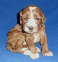 Frankie, a male Cockapoo for sale in Butler, OH – 5 of 5