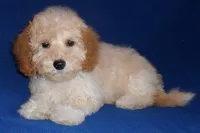 Teddy, a male Shihpoo for sale in Butler, OH – Photo 6 of 7
