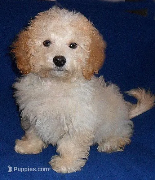 Teddy – Shihpoo puppy for sale in Butler, OH