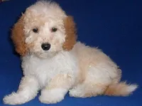 Teddy, a male Shihpoo for sale in Butler, OH – Photo 7 of 7