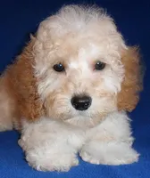 Teddy, a male Shihpoo for sale in Butler, OH – Photo 3 of 7