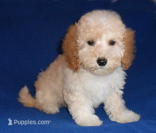 Teddy – Shihpoo puppy for sale in Butler, OH
