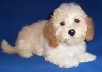 Teddy, a male Shihpoo for sale in Butler, OH – Photo 2 of 7