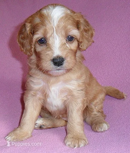 Molly – Cockapoo puppy for sale in Butler, OH