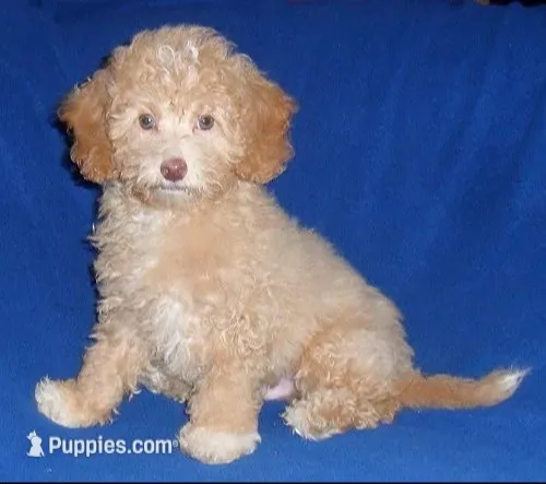 Baxter – Shihpoo puppy for sale in Butler, OH