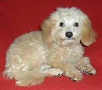Millie, a female Poodle - Miniature  for sale in Butler, OH – 4 of 8