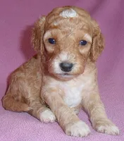 Lucy, a female Cockapoo for sale in Butler, OH – 3 of 5