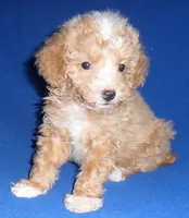 Peanut, a male Poodle - Miniature  for sale in Butler, OH – 7 of 9