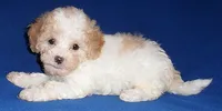 Milo, a male Shihpoo for sale in Butler, OH – 9 of 9