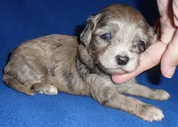 Muffin, a male Shihpoo for sale in Butler, OH – 2 of 8