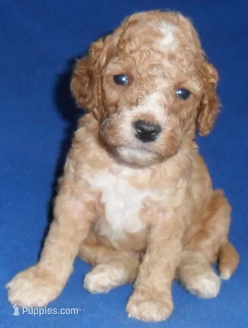 Teddy – Cockapoo puppy for sale in Butler, OH