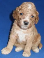 Teddy, a male Cockapoo for sale in Butler, OH – 1 of 8