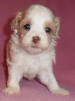 Pumpkin, a female Shihpoo for sale in Butler, OH – 2 of 10