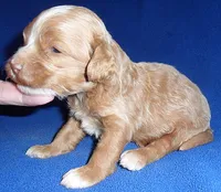 Charlie, a male Cockapoo for sale in Butler, OH – 4 of 7