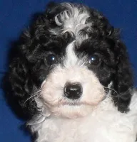 Snoopy, a male Shihpoo for sale in Butler, OH – 6 of 7