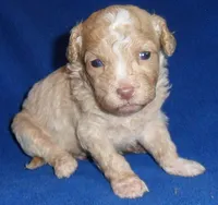 Baxter, a male Shihpoo for sale in Butler, OH – 8 of 8