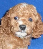 processed/674b0433-0dcd-4d03-af26-0ba9caa3d794/listing/3e401683-5f51-49ba-a592-6fc630c2b424/71b776c7-58a9-4ce3-ad54-3eb45cc0cd21