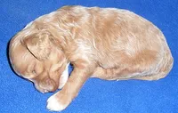 Charlie, a male Cockapoo for sale in Butler, OH – 6 of 7
