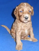 Reggie, a male Cockapoo for sale in Butler, OH – 7 of 9