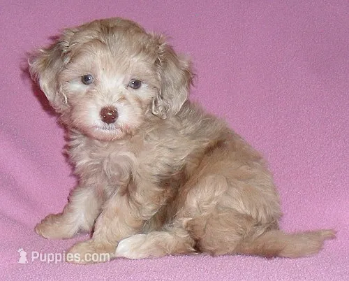 Winnie – Shihpoo puppy for sale in Butler, OH