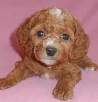 processed/674b0433-0dcd-4d03-af26-0ba9caa3d794/listing/406b6101-fb33-4c3a-8029-d9c83ac385ce/7b73431e-91cf-4e40-ba62-e58485751474