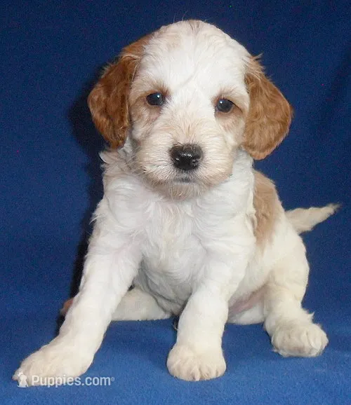 Ollie – Cockapoo puppy for sale in Butler, OH