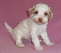 Lola, a female Poodle - Miniature  for sale in Butler, OH – 3 of 6
