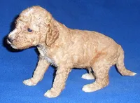 Teddy, a male Cockapoo for sale in Butler, OH – 7 of 8