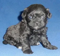 Toby, a male Shihpoo for sale in Butler, OH – 2 of 6