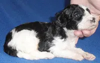 Snoopy, a male Shihpoo for sale in Butler, OH – 4 of 7