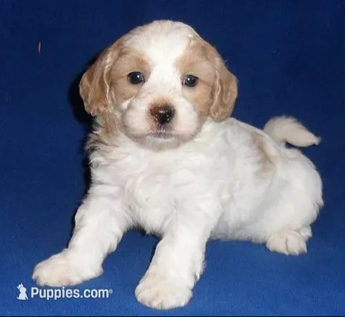 Benji – Shihpoo puppy for sale in Butler, OH