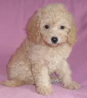 Lilly, a female Poodle - Miniature  for sale in Butler, OH – 6 of 6