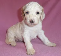 Holly, a female Cockapoo for sale in Butler, OH – 2 of 4