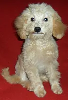 Millie, a female Poodle - Miniature  for sale in Butler, OH – 8 of 8
