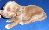 Charlie, a male Cockapoo for sale in Butler, OH – 7 of 7