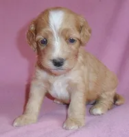 Molly, a female Cockapoo for sale in Butler, OH – 7 of 7